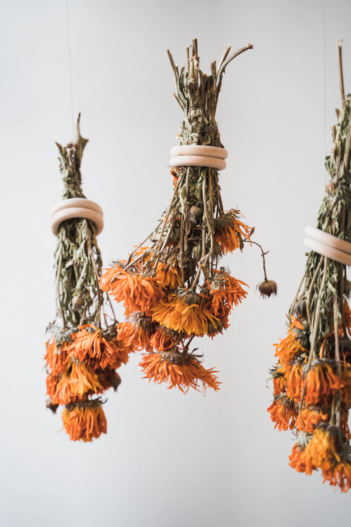 Bunches of dried orange flowers hanging upside down from wooden rings