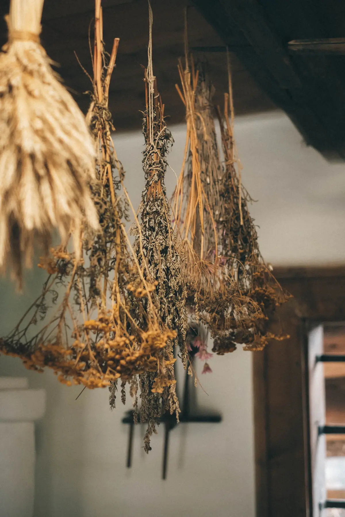 Dried grasses and flower bunches hanging close together from a ceiling