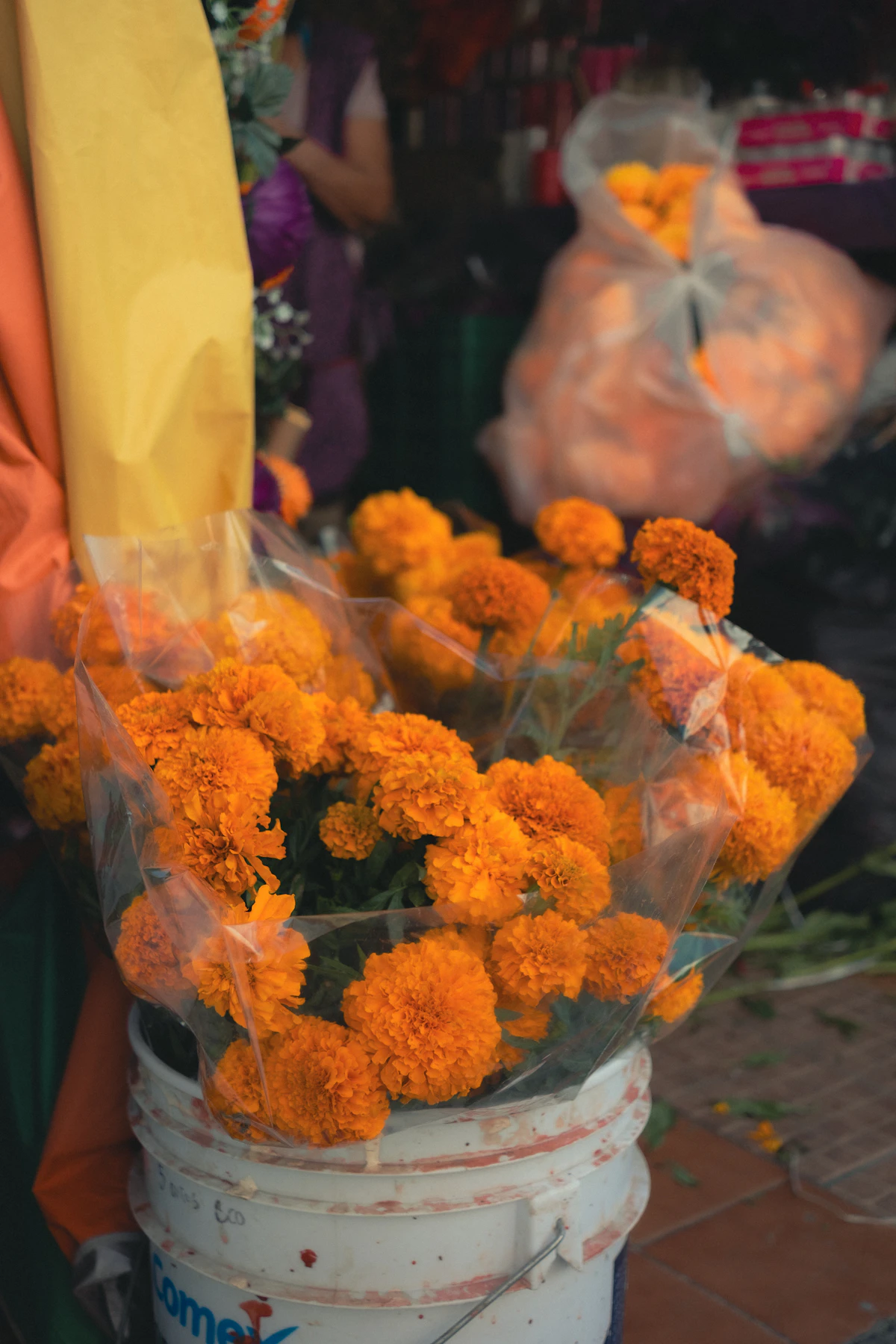 Bunches of orange marigolds wrapped in cellophane in a bucket