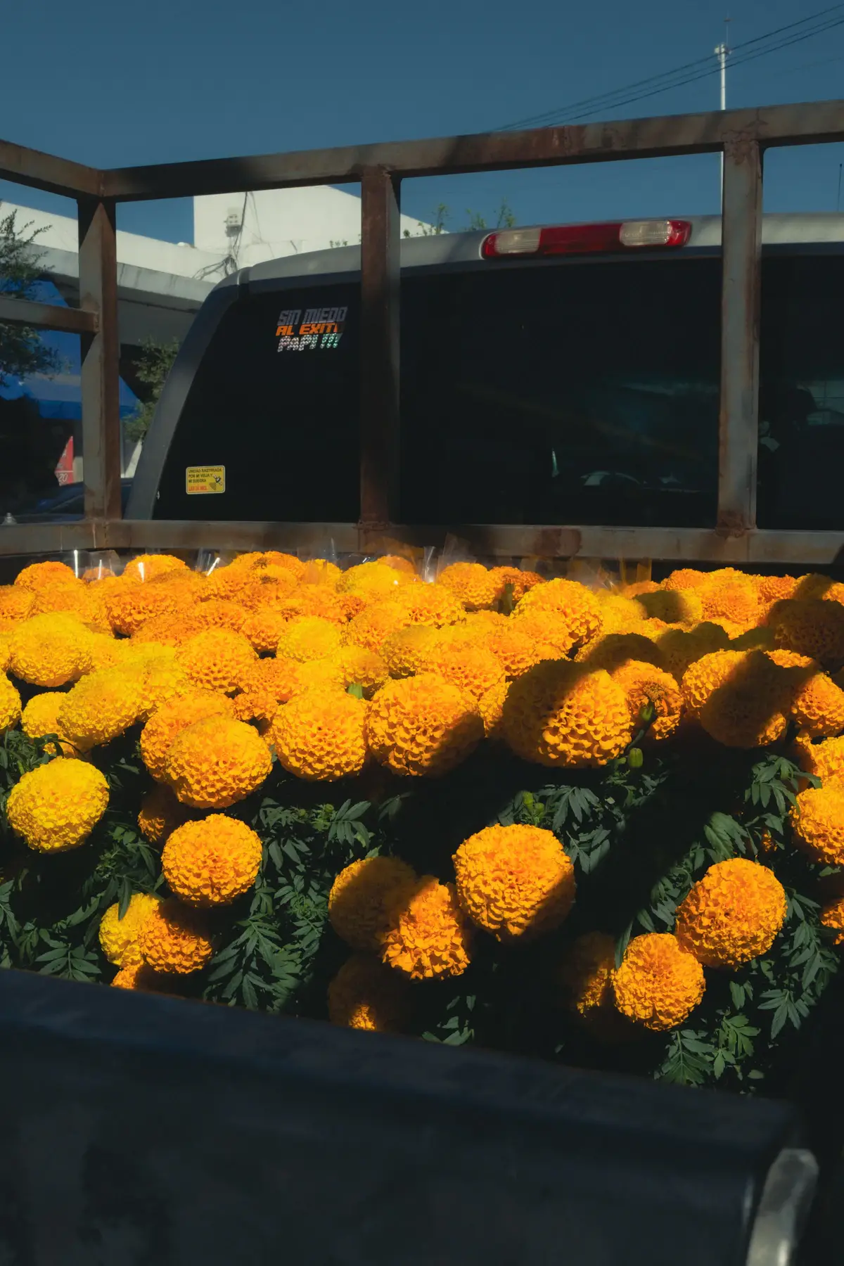 A truck bed filled to the top with orange marigolds