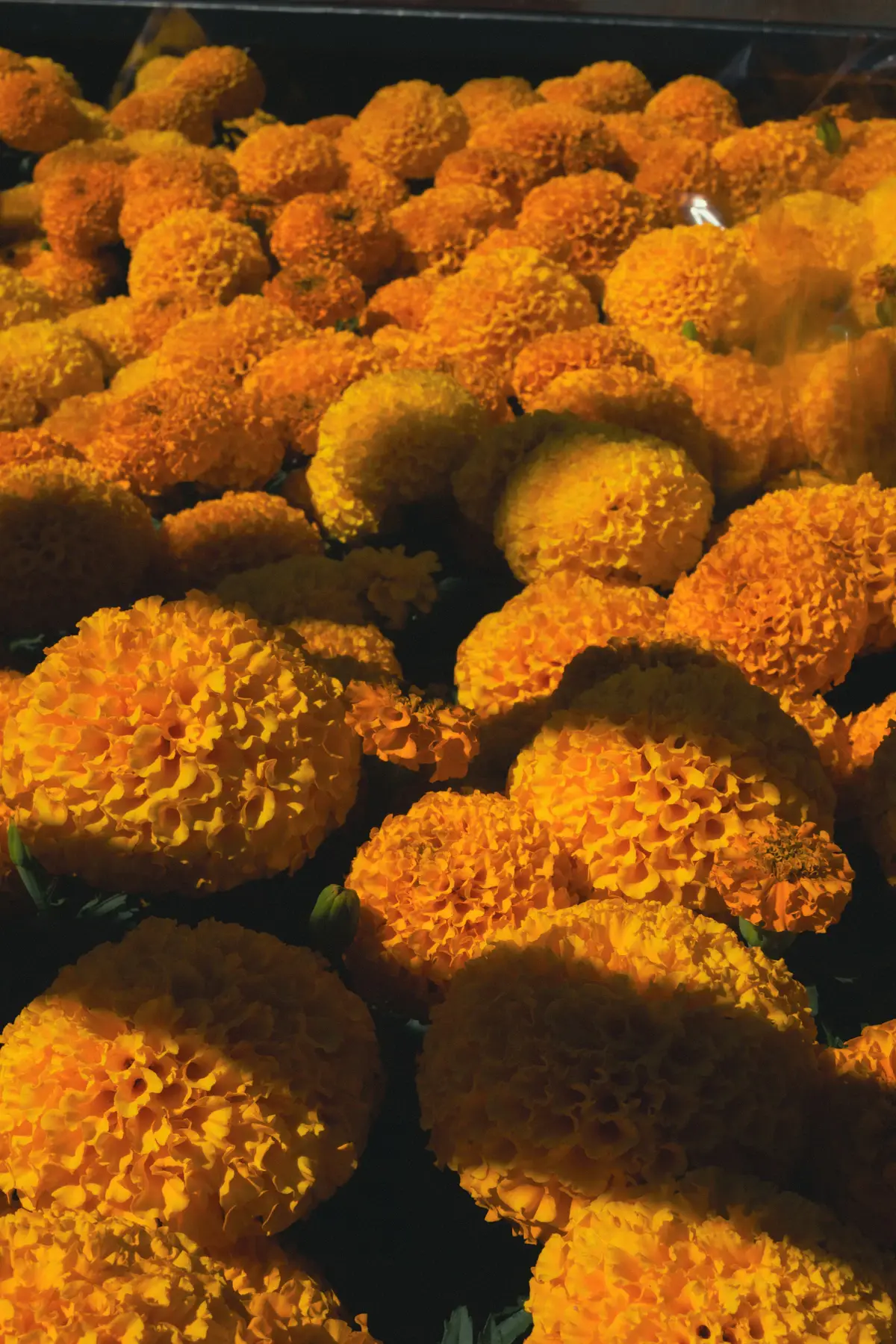 A close view of many bright orange marigolds packed together