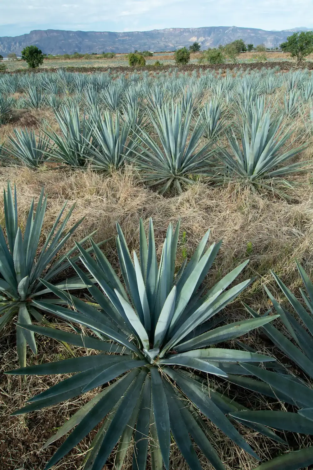 Blue agave plants growing among dry grass