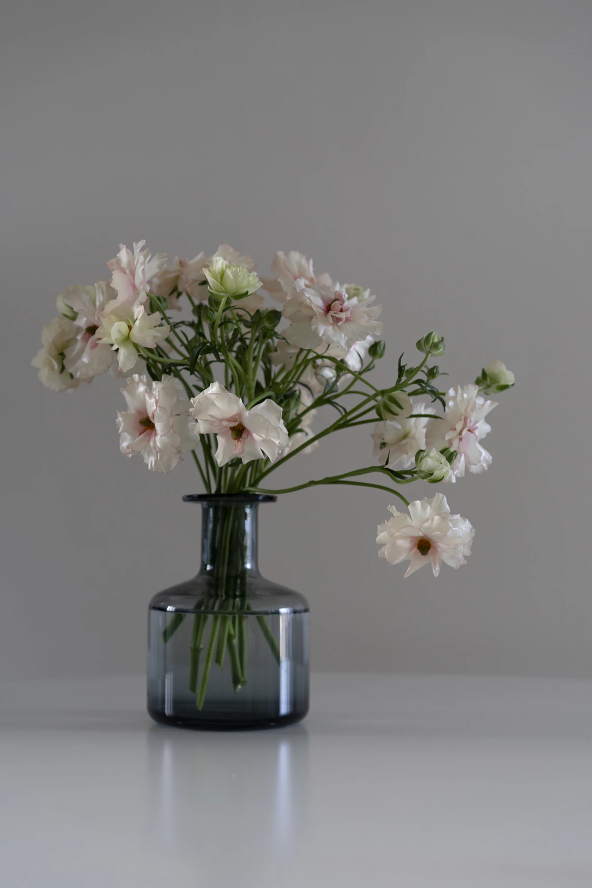 White and pink cosmos in a dark blue glass vase