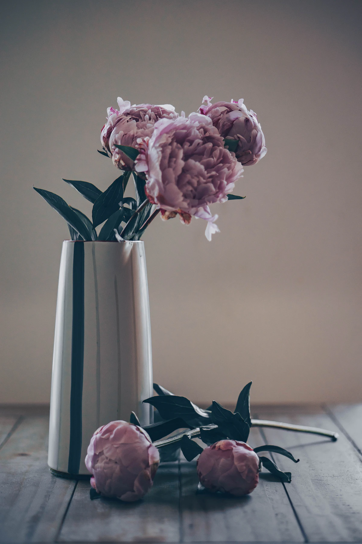 Pink peonies opening in a tall white vase
