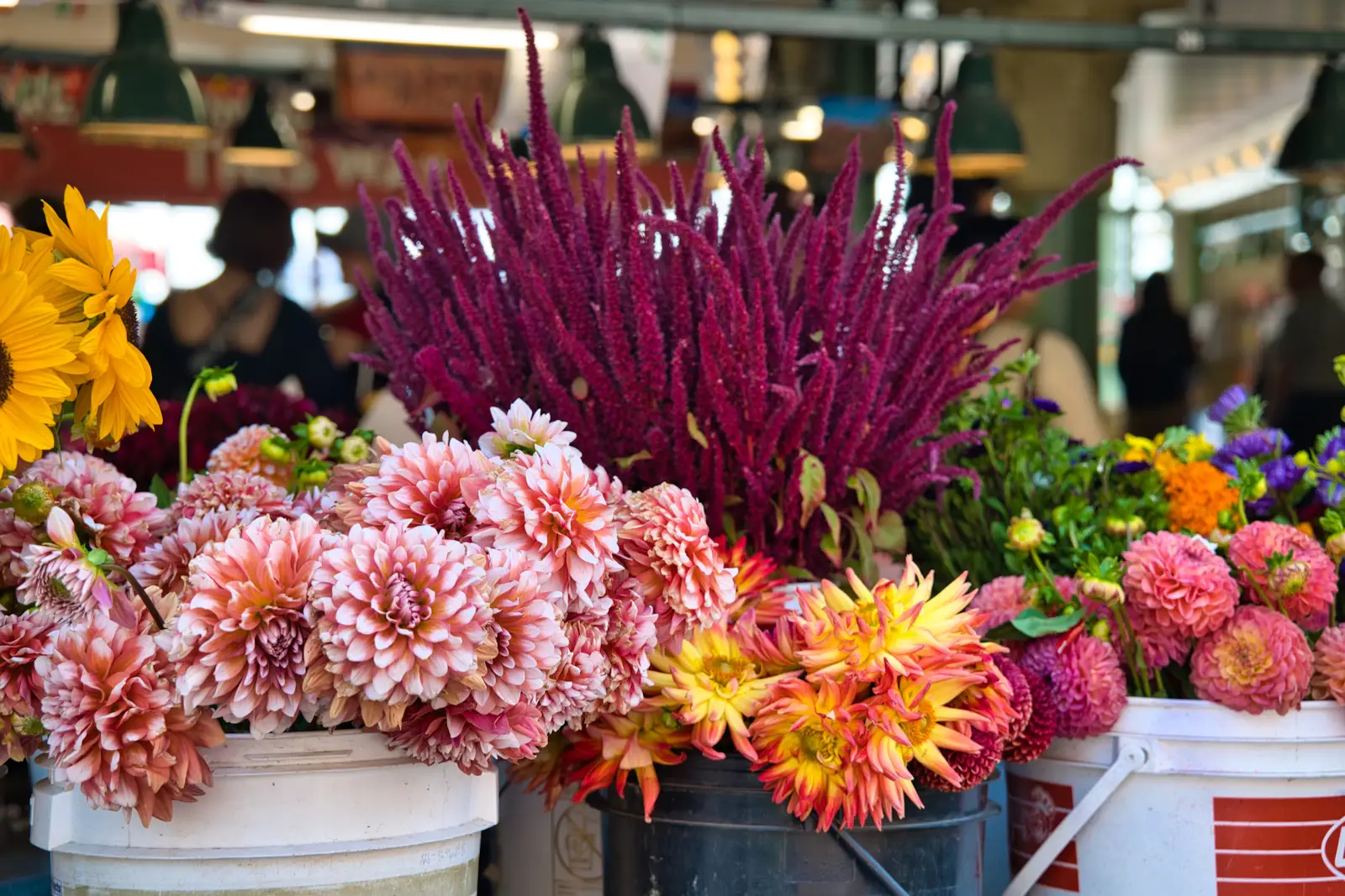 Buckets of pink dahlias, sunflowers and purple amaranth at a flower market